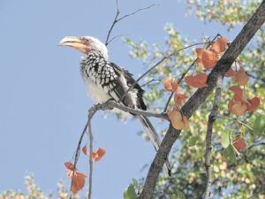 Foto-beeld: Bespied omgewing vir winterhappie