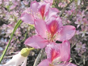 Foto: Pronk met orgidee-agtige skouspel