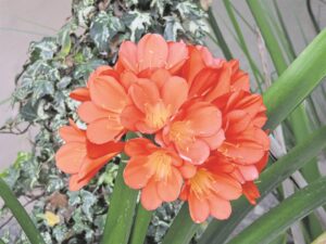 Foto-beeld: Bly ’n staatmaker vir vrolike lentetuin