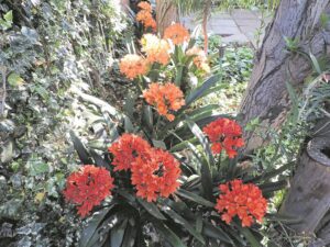 Verleen bosse kleur in spikkelskadu