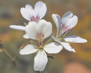 Excites as a new discovery