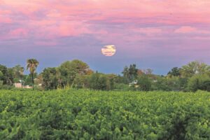 In die wolke oor groen wingerde