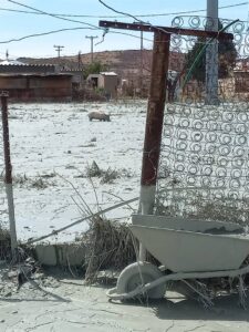 Kimberley DBV red diere in Jagersfontein