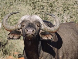 Tiende boskonsert vier bewaring en kultuur in Mokala