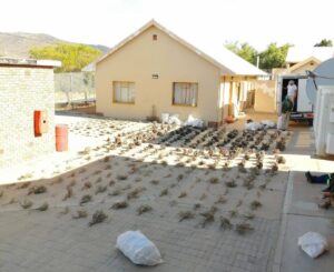 Inheemse, bedreigde plante ter waarde van halfmiljoen rand onderskep