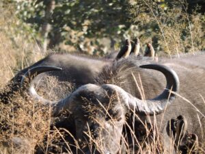 ‘Voëlkyk vergroot jou wêreld’