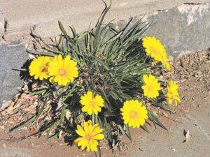 Blom blymoedig, al knel die lewe