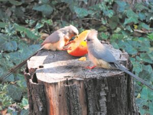 Verskaf vermaak met akrobatiese vernuf