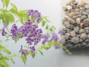 Reward gardeners’ persistence with cheer