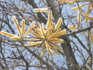 Foto-beeld: Wink insekte nader met sonderlinge bloeisels