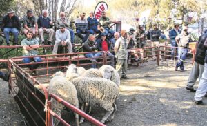 Veeboere maak die toekoms positief
