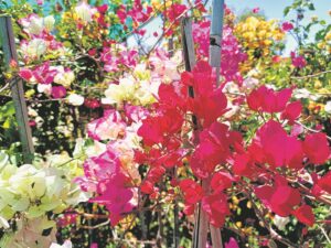 Verhelder tuine oor die wêreld heen