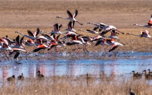 Voëllewe floreer op eens kurkdroë pan