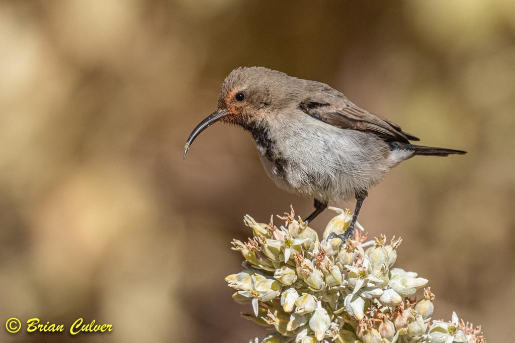Male Dusky Sunbird with pollen on face