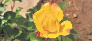 ‘A rose by any other name . . .’