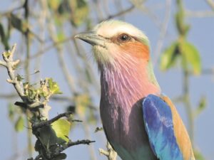 Voëlkyk gee jou ervaringswêreld vlerke