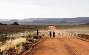Skaaptrek te voet is avontuur ‘soos geen ander’