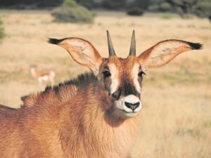 Foto-beeld: Ene ore vir grasvlakte-praatjies van die dag