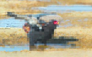 Skud vere reg vir benoeming