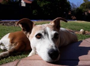 Ondersteun die Kby DBV Vrydag en Saterdag