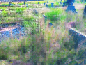 ‘Oerwoud’ ’n bron van hartseer