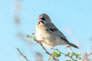 Birding column: ‘Baardmannetjie’ a beauty