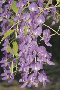 Bome te kies en keur soek tuiste