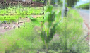 Groei geil op straathoek