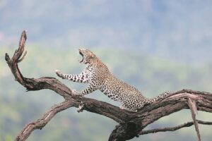 Foto-beeld: Rek uit vir nuwe dag as uitgeslape jagter