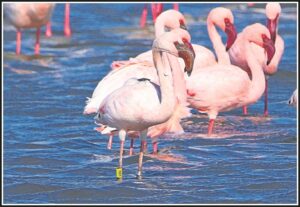 Showing true colours of its species