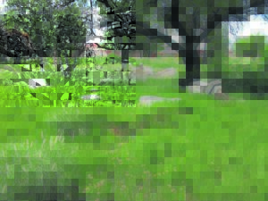 Historic cemetery ‘virtually destroyed’