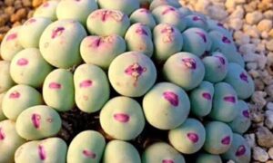 Two men sentenced for poaching protected plants