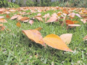 Foto-beeld: Dartel in herfsbriesie na blaremat