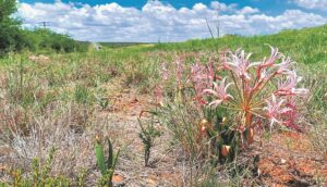 Verras met spatsels pienk in rooi Kalaharisand