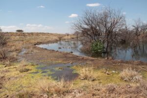 Sol Plaatje in hof gepak oor riool, varswaterlekke in Kamfersdam