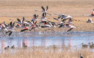 Voëllewe gedy op eens kurkdroë pan