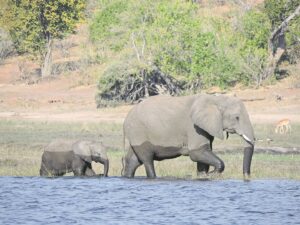 Foto-beeld: ‘Oom (en tannie) Olifant, jou reuse-dier . . .’