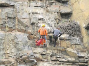 Abseilers lined up to help ring eagle