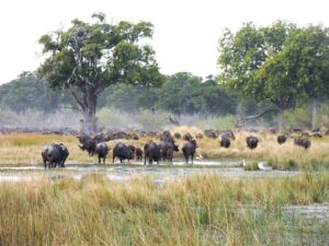 Bly malaria-vry dié vakansie