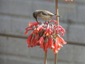 Smul rats aan nektar in wintertuin