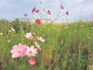 Foto-beeld: Aankoms van seisoen se lustige ‘nooientjie’