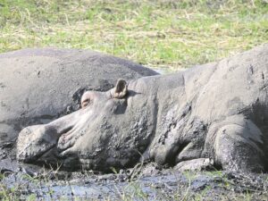 Wag geduldig op volgende blaaskans