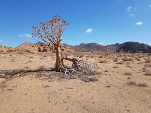 Smokkelhandel bedreig NK se vetplantspesies