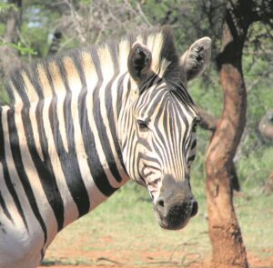 Streepjas opsie vir braai