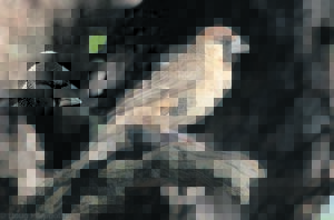 Birding column: Sociable weaver: a Northern Cape icon