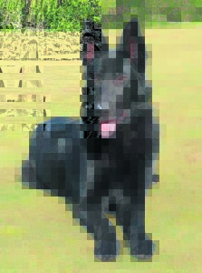 Reward offered for finding missing canine