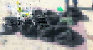 Apprehended for transporting dagga