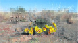 Blommend in uiterste omstandighede