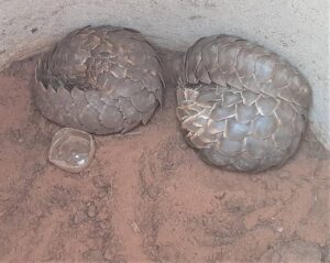 Kuruman-polisie red ietermago’s naby Heuningvlei