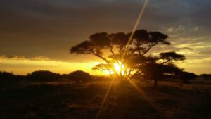 Kameeldoring: Ware rykdom hier